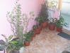 pensiune-flormang-1-craiova-2